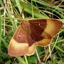 oak eggar